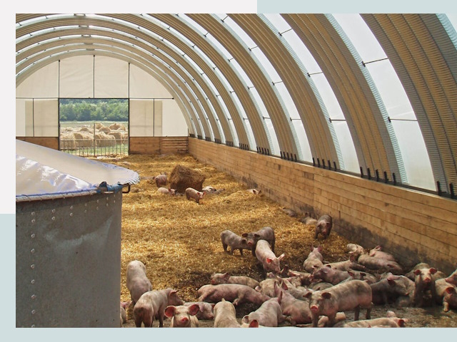 Строительство свинарников в Лиски